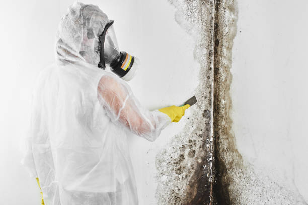 Forensic Mold Investigation in Mono Vista, CA