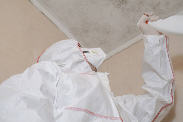 Biohazard Mold Removal in Mono Vista, CA